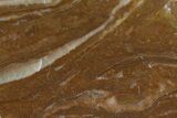 Polished Stromatolite (Gongylina) Slab - Billion Years #180071-1